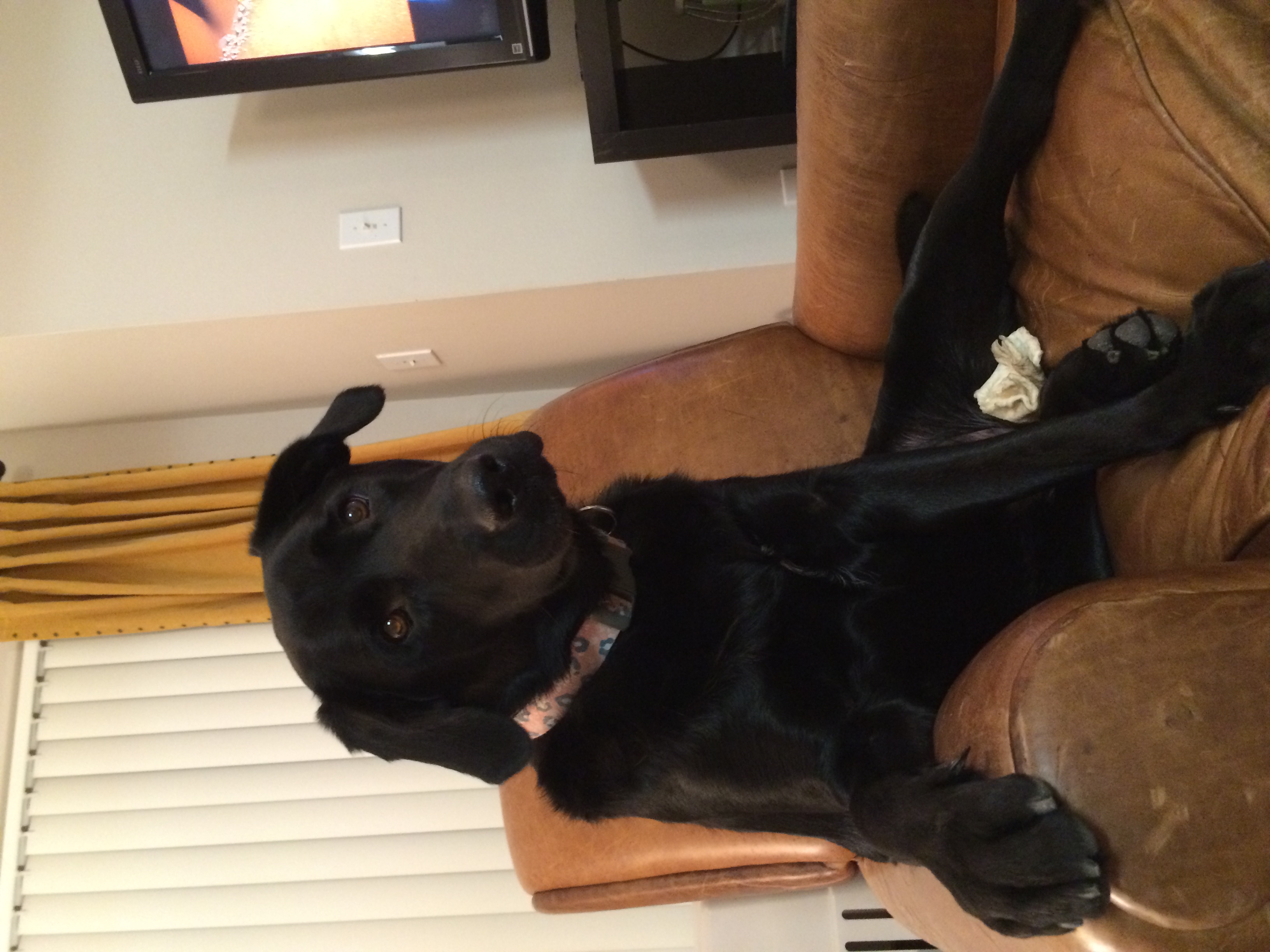 Our dog.